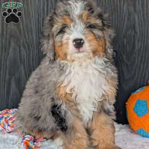Baker, Mini Bernedoodle Puppy