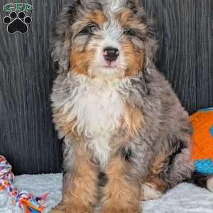 Baker, Mini Bernedoodle Puppy