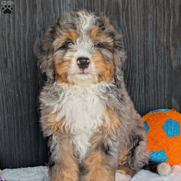 Baker, Mini Bernedoodle Puppy