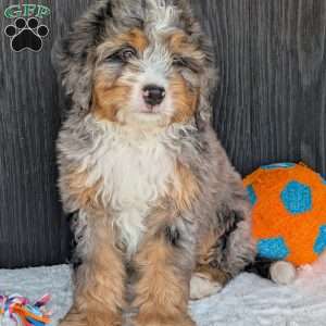 Baker, Mini Bernedoodle Puppy