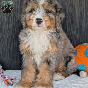 Baker, Mini Bernedoodle Puppy