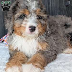 Baker, Mini Bernedoodle Puppy