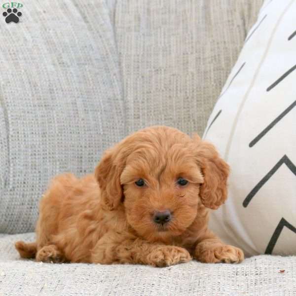 Paige, Mini Goldendoodle Puppy