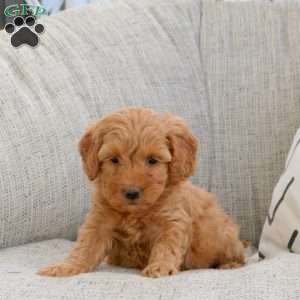 Paige, Mini Goldendoodle Puppy