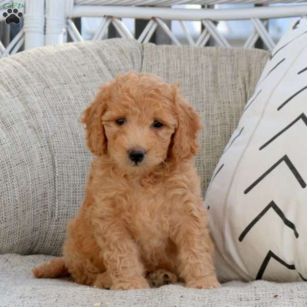 Paisley, Mini Goldendoodle Puppy