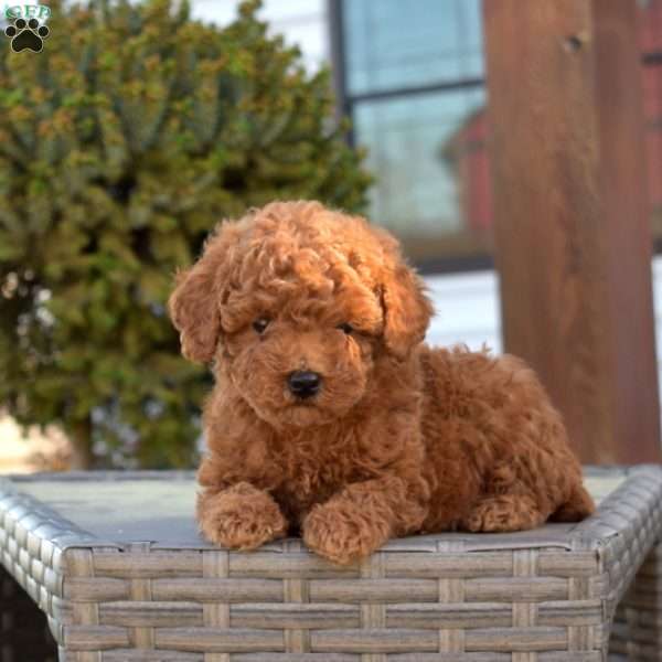 Paisley, Miniature Poodle Puppy