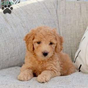 Paisley, Mini Goldendoodle Puppy
