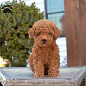 Paisley, Miniature Poodle Puppy