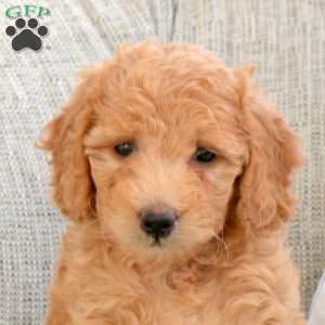 Paisley, Mini Goldendoodle Puppy