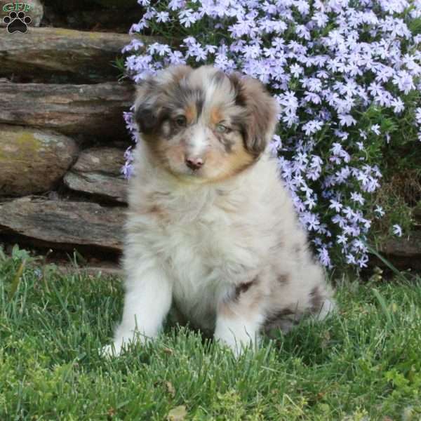 Pansy, Australian Shepherd Puppy