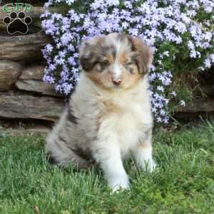Pansy, Australian Shepherd Puppy