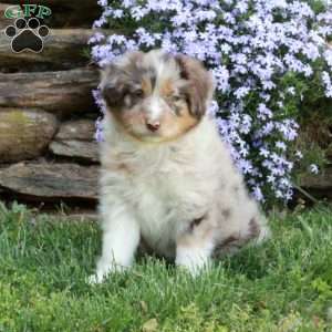 Pansy, Australian Shepherd Puppy