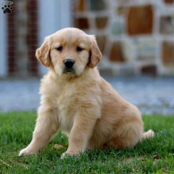 Pansy, Golden Retriever Puppy