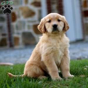 Pansy, Golden Retriever Puppy