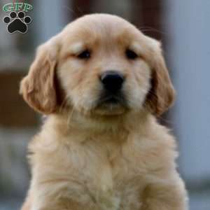 Pansy, Golden Retriever Puppy