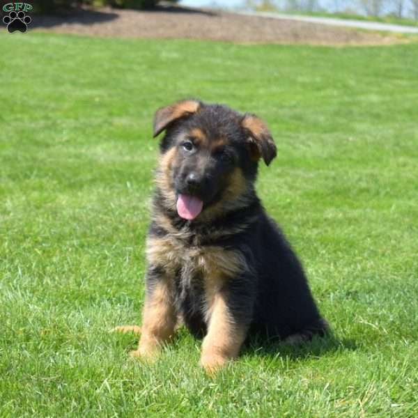 Paris, German Shepherd Puppy