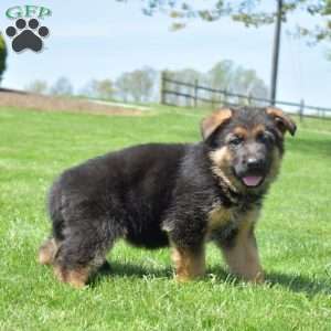 Paris, German Shepherd Puppy