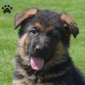 Paris, German Shepherd Puppy
