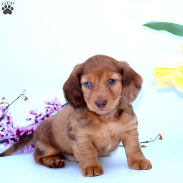 Paris, Dachshund Puppy