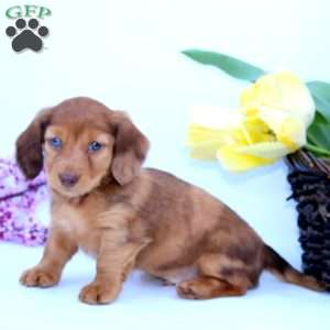 Paris, Dachshund Puppy