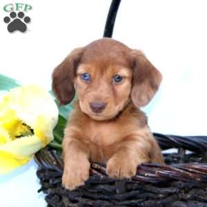 Paris, Dachshund Puppy