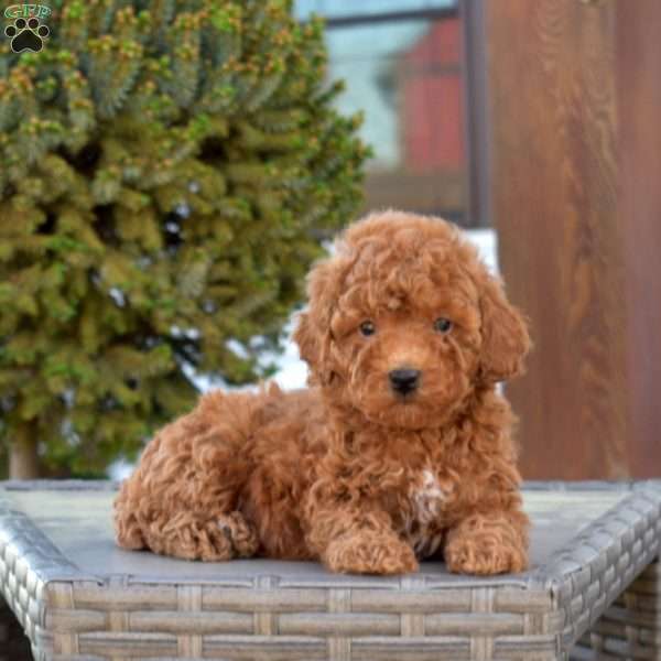 Parker, Miniature Poodle Puppy