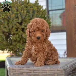 Parker, Miniature Poodle Puppy