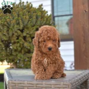 Parker, Miniature Poodle Puppy