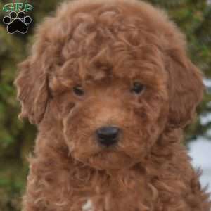 Parker, Miniature Poodle Puppy