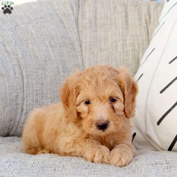 Patrick, Mini Goldendoodle Puppy