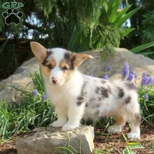 Patrick, Pembroke Welsh Corgi Puppy