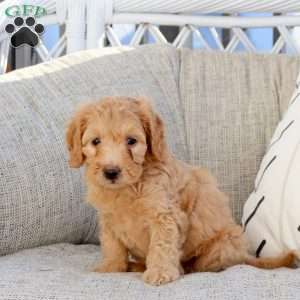 Patrick, Mini Goldendoodle Puppy
