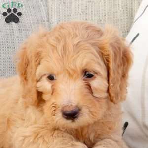 Patrick, Mini Goldendoodle Puppy