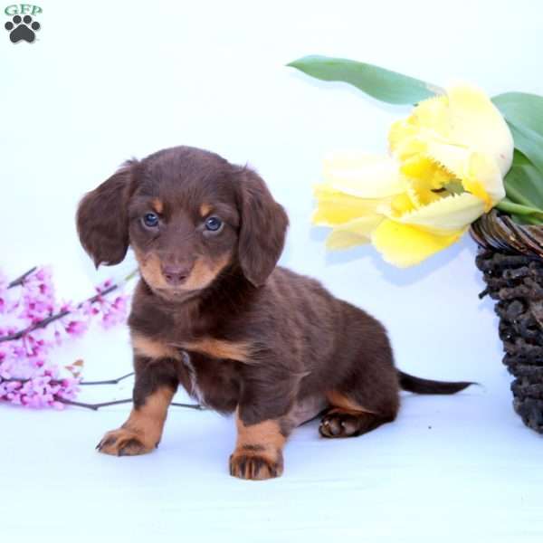 Patrick, Dachshund Puppy