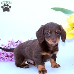 Patrick, Dachshund Puppy