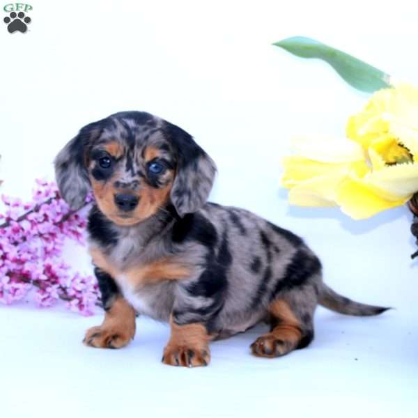 Patriot, Dachshund Puppy