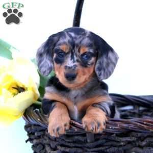 Patriot, Dachshund Puppy