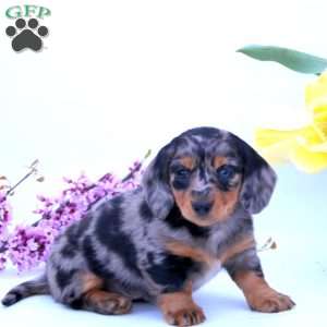 Patriot, Dachshund Puppy