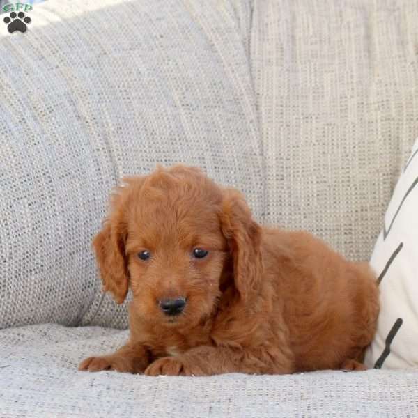 Patty, Mini Goldendoodle Puppy