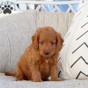 Patty, Mini Goldendoodle Puppy