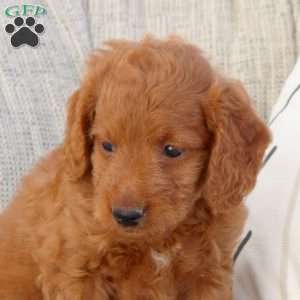 Patty, Mini Goldendoodle Puppy