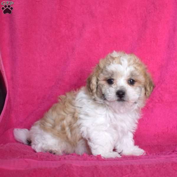 Peaches, Teddy Bear Puppy