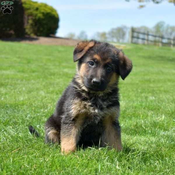 Peaches, German Shepherd Puppy