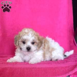 Peaches, Teddy Bear Puppy