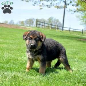 Peaches, German Shepherd Puppy