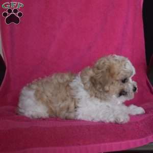 Peaches, Teddy Bear Puppy