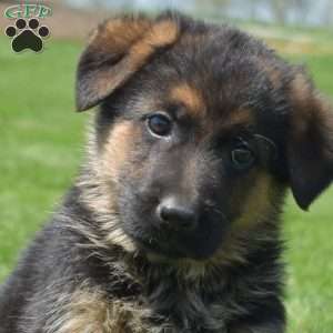 Peaches, German Shepherd Puppy