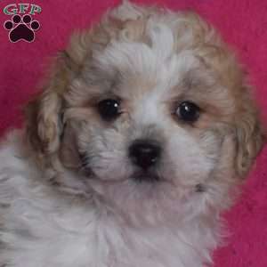 Peaches, Teddy Bear Puppy