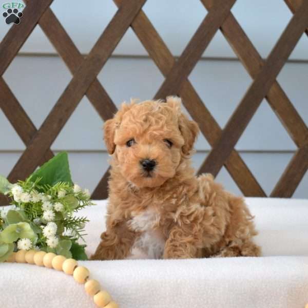 Peanut, Bich-Poo Puppy