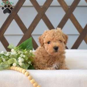 Peanut, Bich-Poo Puppy